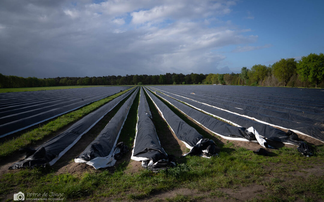 Aspergeweetje: witte of zwarte folie?