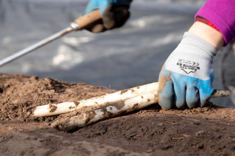 Aspergeverkoop start vrijdag 24 maart